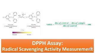 DPPH Assay Radical Scavenging Activity Assay  Principle Procedure Advantages and Limitations [upl. by Asial]