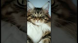 felidae family animals trending viralshort tiktok [upl. by Fidel491]