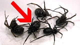 Redback Spiders Black Widows Or False Widows [upl. by Merce547]