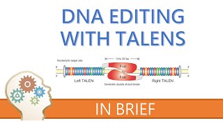 TALENs  TALE NUCLEASES  GENE EDITING EXPLAINED [upl. by Ludvig]