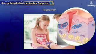 Asexual Reproduction in Multicellular Organisms  Reproduction  Science [upl. by Gilbertine]