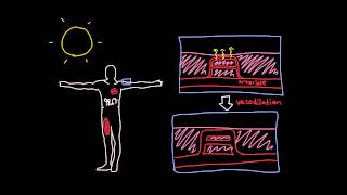 Thermoregulation in the cardiovascular system [upl. by Nogam]