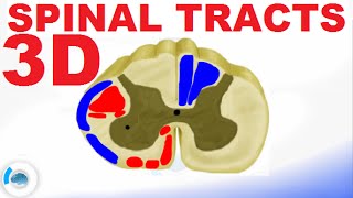 Spinal PathwaysTracts  Spinal Cord Anatomy [upl. by Laud339]