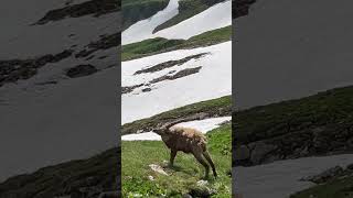 Ein jüngerer Steinbock🫶gemütlich und zufrieden🥰mein Kanal🍀Bergwelt Schweiz🇨🇭❤️‍🔥🇨🇭 [upl. by Johathan370]