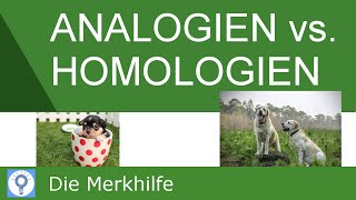 Analogien und Homologien amp Nachweis von Homologien  Systematik der Tiere  Evolution 20 [upl. by Tali]