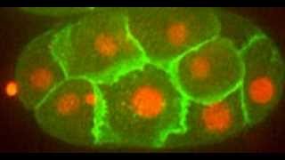 Asymmetric cell division in early embryo of C elegans [upl. by Niboc269]