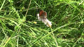 バルカンベニシジミLycaena candens Balkan Copper 20230629 Borino Altitude 1150m Bulgaria [upl. by Crescentia]