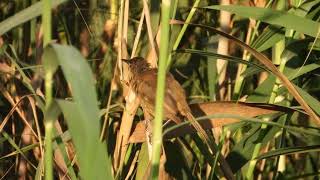 קנית אפריקנית מסתנצת Clamorous reed warbler preening [upl. by Daegal]