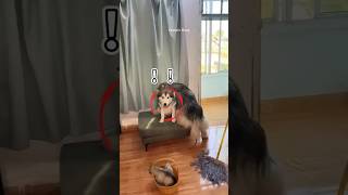 Dog Kicked His Pup Out shortsvideo [upl. by Riay]