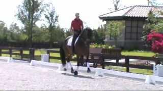 SOLD SOLD SOLD 2004 Super Talented Gelding For Sale [upl. by Etnad545]