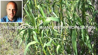 Giant Reed Arundo donax propagation [upl. by Emoreg]