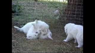 Maremma sheepdog pups play behaviour [upl. by Attekahs]