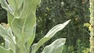 Mullein Verbascum Thapsus For Back amp Nerve Pain [upl. by Stoddart]