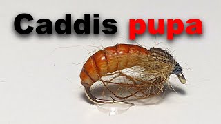 Fly Tying Tutorial Perfect Pupa Caddis Fly for Fly Fishing [upl. by Bobine]