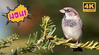 Gauraiya Chidiya  Gauraiya Bird Sound  Gauraiya Pakshi  Old World sparrows Birds [upl. by Auberbach]