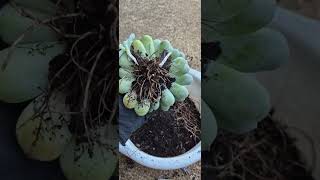 How to repotting and pruning roots of echeveria elegans into a huge succulent plants [upl. by Goldina]