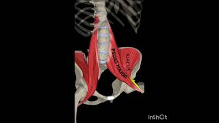 The Iliophosas Human Anatomy anatomy medicalstudent [upl. by Tutto]