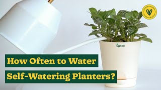 How often to water the plants in the selfwatering planter  Ugaoo [upl. by Dorcia240]