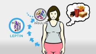 The Skinny on Obesity Ep 3 Hunger and Hormones A Vicious Cycle [upl. by Carleton744]