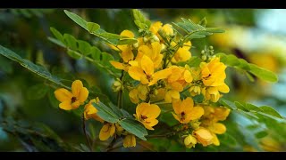 Analysis of Gallic Acid and Kaempferol in Chloroform and Ethanol Extract of Cassia hirsuta Seeds [upl. by Ginny585]