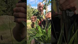 Ribwort plantain plantago lanceolata herbs foraging nativeplants explore nature permaculture [upl. by Haelat783]