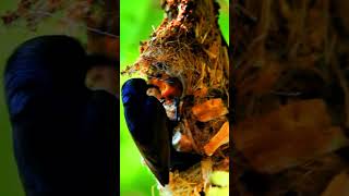 Motherly Love Sun Bird Caring for Its Chicks trendingshorts wildlife shortsfeed birdfeeding [upl. by Aubrey]