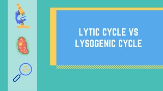 Lytic Cycle vs Lysogenic Cycle Made EASY [upl. by Vicky931]