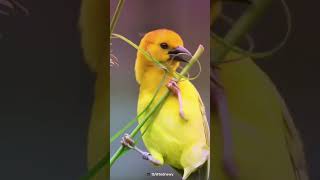 Architect of Nature  Baya Weaver Bird [upl. by Bettina]