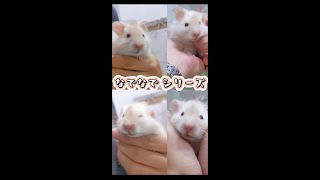 長毛 ゴージャスなサテン ・ブロンドのはむ Satin Long haired blonde hamster pets ペット 癒し ハムスター [upl. by Enilekaj957]