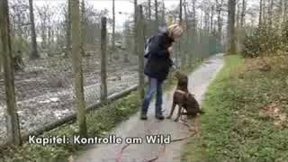 Antijagdtraining für Hunde mit AntijagdtrainingSpezialistin Pia Gröning [upl. by Animar356]