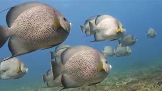 MUSA and Manchones reef  The best of Isla Mujeres diving [upl. by Demakis392]