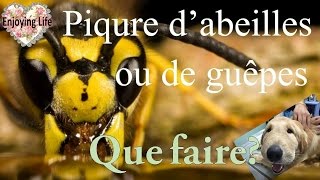 PIQÛRE DE GUÊPE OU ABEILLE QUE FAIRE Spécial chien ✿ Enjoying Life [upl. by Ainessej]