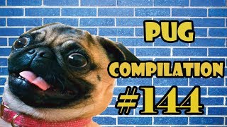 Pug Compilation 144  Funny Dogs but only Pug Videos  Instapug [upl. by Warton121]