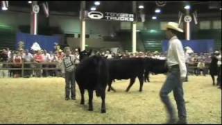 National Junior Angus Show 2010  Champion Heifer  Sure Champ [upl. by Neirda]