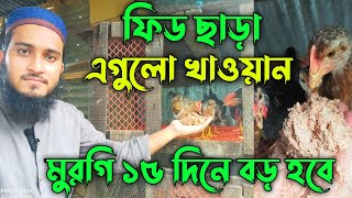 ফিড ছাড়া এগুলো খাওয়ান বাচ্চা দ্রুত বড় হবে🔥 Desi Murgi Palan  মুরগি পালন  দেশি মুরগি পালন পদ্ধতি [upl. by Eniwtna705]