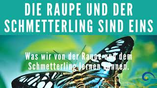 Transformation Die Raupe IST der Schmetterling [upl. by Idmann]