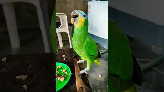 es muy burlón Carlitos jajaja 🤣 parrot [upl. by Assirim]