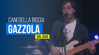 CANI DELLA BISCIA  Gazzola DAL VIVO [upl. by Zilevi]