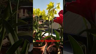 Hippeastrum Híbridos casi amarillos Amaryllis [upl. by Notxed]