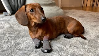 Mini dachshund tries new winter boots [upl. by Feledy]