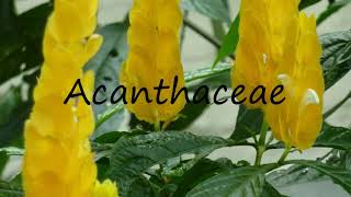 How to Pronounce Acanthaceae [upl. by Aritak245]