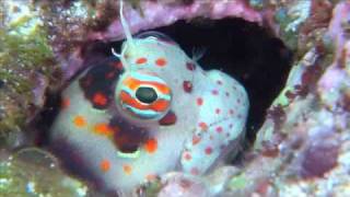 モンツキカエルウオRedspotted blenny [upl. by Breanne788]