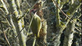 Green Woodpecker call [upl. by Culliton]