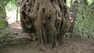 Magnificent Ancient Yew Taxus baccata  Astride a boundary wall in Leigh Woods Bristol UK [upl. by Campball]