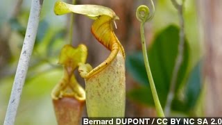 How Carnivorous Pitcher Plants Trap Their Prey [upl. by Llerrem]