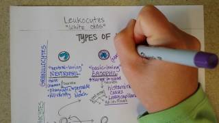 White Blood Cells  Granulocytes amp Lymphocytes  Part 1 [upl. by Ardeth]