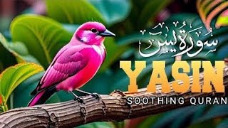 Relaxing Recitation of Surah Yasin  Beautiful voice  Quran Recitation [upl. by Eiramanit]