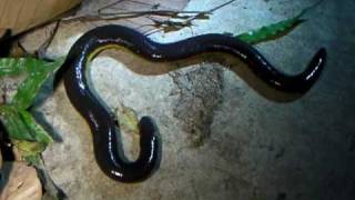 Amazing Amphibians Vol1 No1 Caecilian  Ichthyophis kohtaoensis [upl. by Stretch]