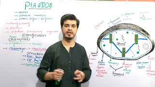 Plastids and its types  Chloroplast chromoplast and leucoplast  class 9 biology By najeeb kakar [upl. by Brockwell707]