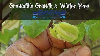 Granadilla  Passion Fruit Growth and winter prep [upl. by Innig488]